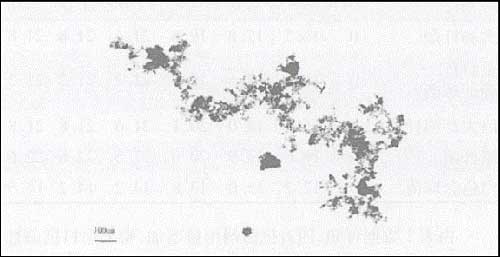 图 1   粉体的 TEM 照片