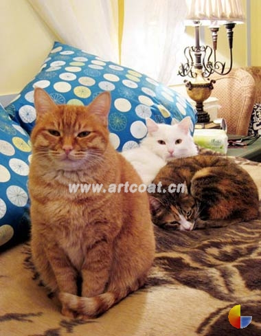 2人3猫40平内甜蜜和谐生活 2人3猫40平内甜蜜和谐生活