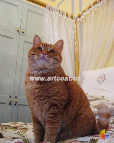 瞧,连小猫都爱上这张床了! 瞧,连小猫都爱上这张床了!