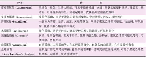 表1 代表性霉菌及其特征
