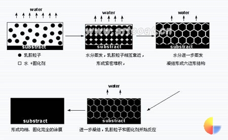 图1 水性环氧树脂涂料的固化成膜过程示意图