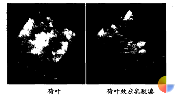 图 1 荷叶和荷叶效应乳胶漆的结构