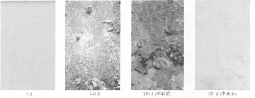图6没有添加硅油的防污涂层静态实海挂板照片
