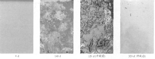 图7添加PDMS硅油的防污涂层静态实海挂板照片