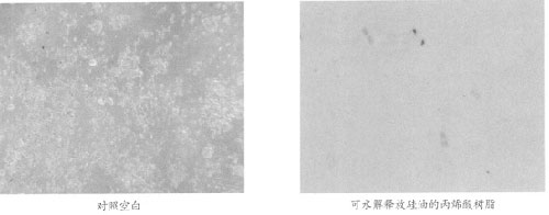 图2可水解释放硅油的丙烯酸树脂与空白对照片(有机硅树脂)的硅藻附着实验情况