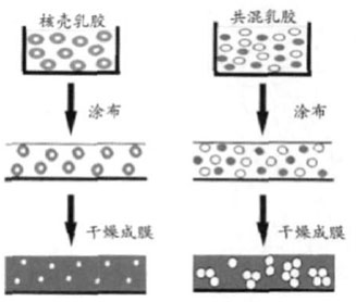 图2核壳乳胶和共混乳胶的成膜过程示意图 