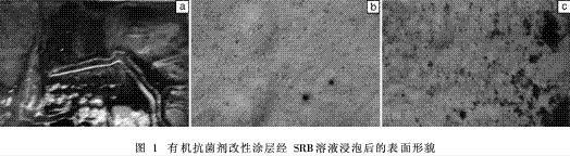 图1 有机抗菌剂改性涂层经SRB溶液浸泡后的表面形貌