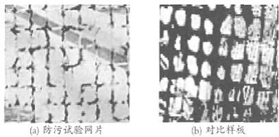 图3防污网片和对比样板挂海实验120天的照片