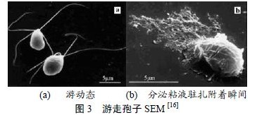 图3 游走孢子SEM