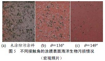 图5 不同接触角的涂膜表面海洋生物污损情况