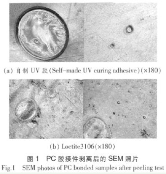 图1 PC胶接件剥离后的SEM照片