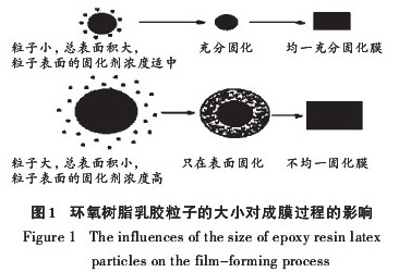 图1 乳胶粒子的大小对水性环氧涂料固化成膜过程的影响